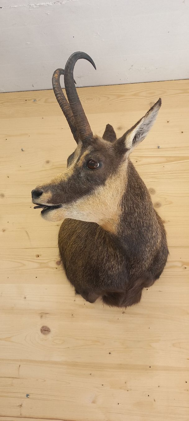 Welt der Tiere: Gamsbock – Gebraucht aus Mollis von Resel1985 5
