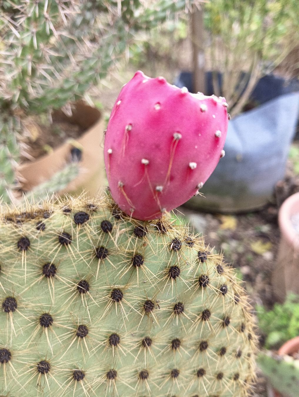 Piante & sementi: Opuntia Scheeri – Nuovo (secondo la descrizione) da Augst BL venduto da Betsileo 2