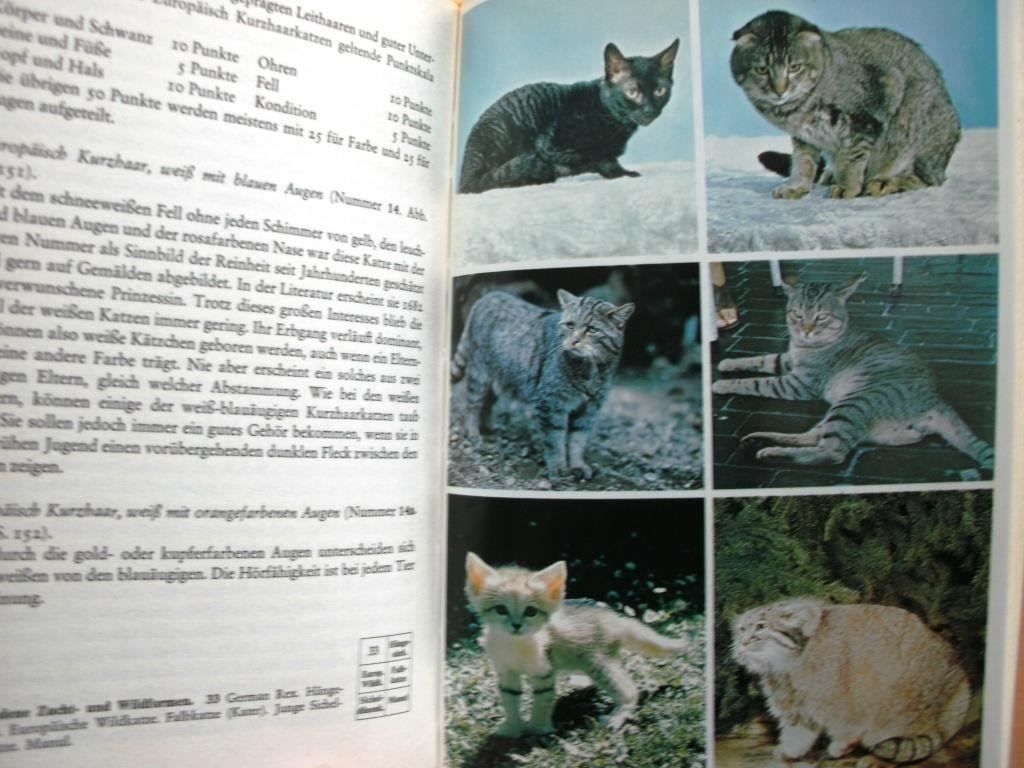 Libri: Katzenbuch – Usato da Grenchen venduto da Kogi7 8