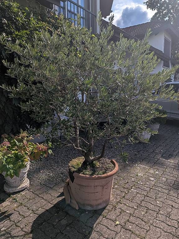 Pflanzen & Samen: Olivenbaum – Gebraucht aus Siebnen von Tschgubidu 4