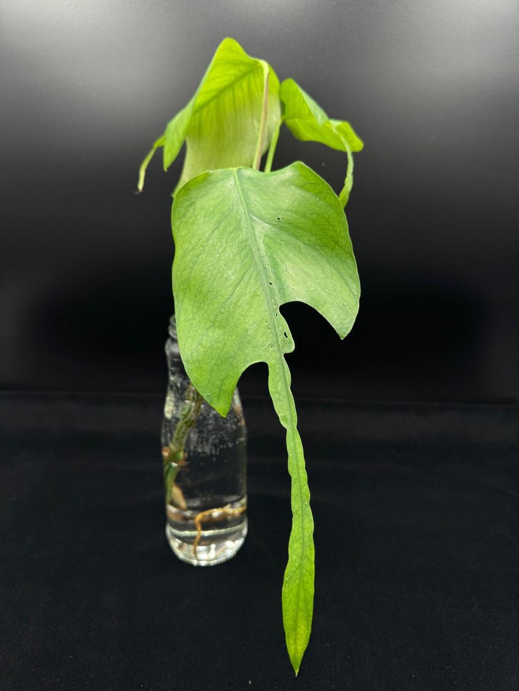 Plantes & graines: Epipremnum pinnatum 'Skeleton Key' - Kopfsteckling – Neuf (Voir description) à Bühler par googelibear 1