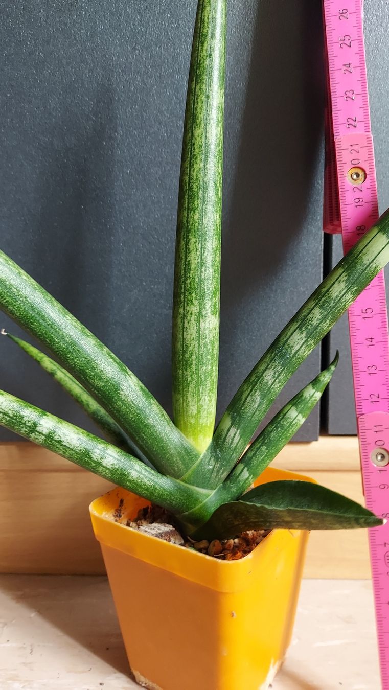 Sanseveria cylindrica "Boncellensis" / Seestern Bogenhanf (Neu (gemss  Beschreibung)) in Thalheim fr CHF 8  mit Lieferung auf Ricardo kaufen