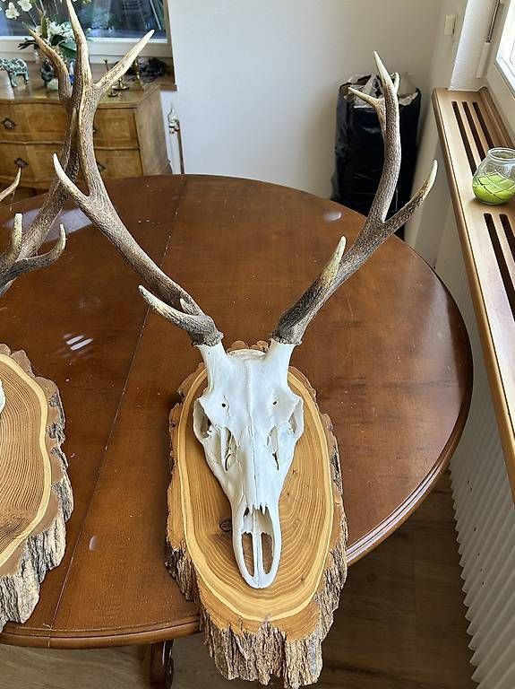 Il mondo degli animali: Original Steinbockgeweih aus dem Alpstein  – Usato da Oberlunkhofen venduto da valbella2 2