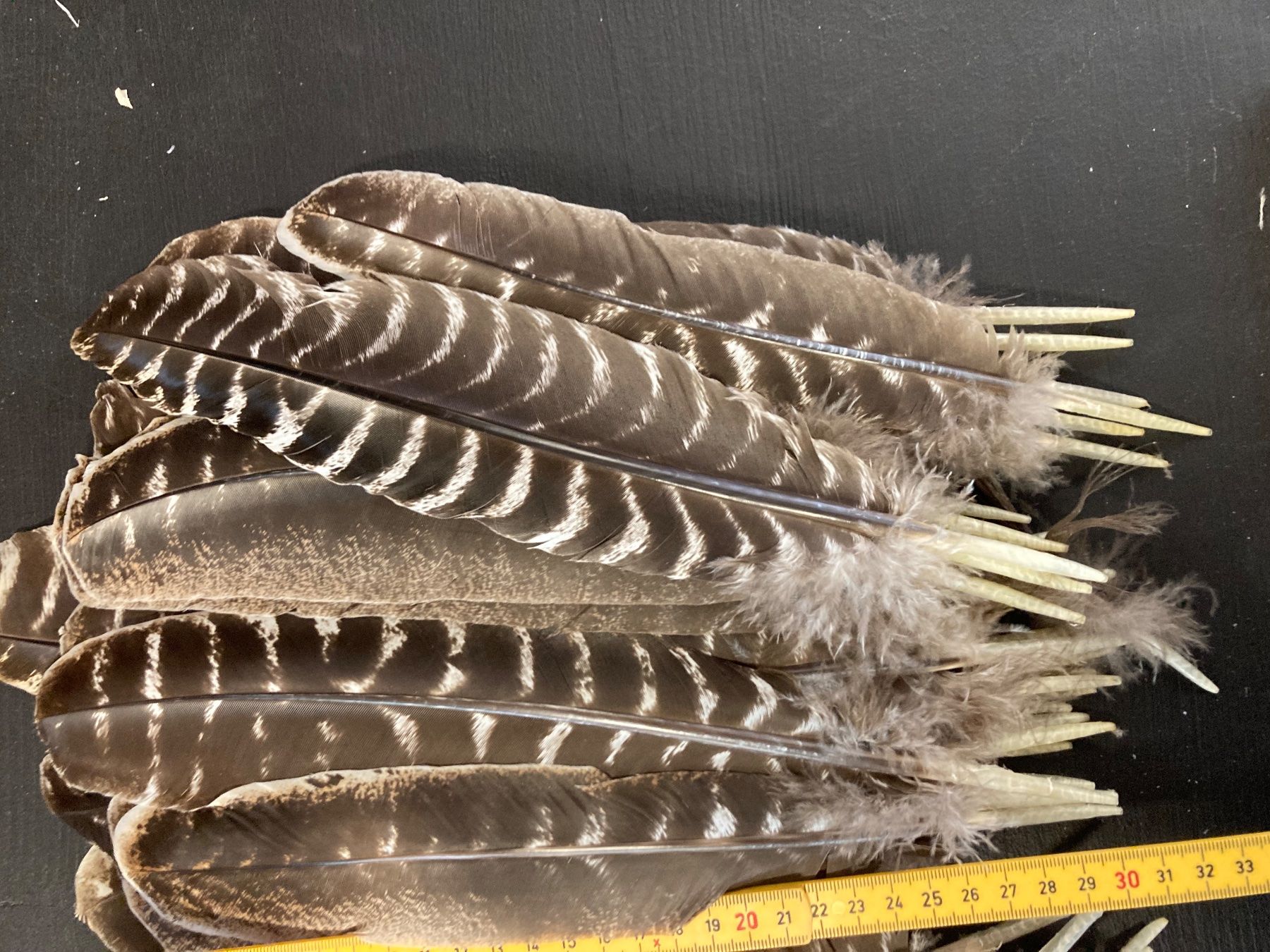 Il mondo degli animali: 50 Truthahn Federn – Usato da Grosswangen venduto da arum01 2