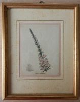 Antiker Druck Erica multiflora gerahmt