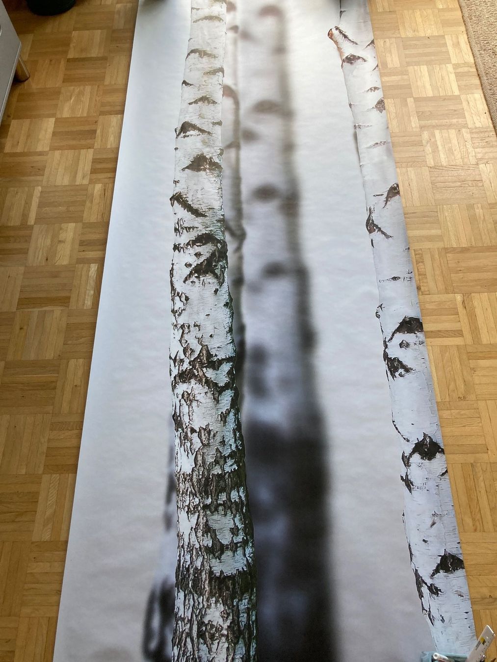 Carte da parati: Fototapete Papier "Birken" – Nuovo (secondo la descrizione) da Samedan venduto da chickenrun01