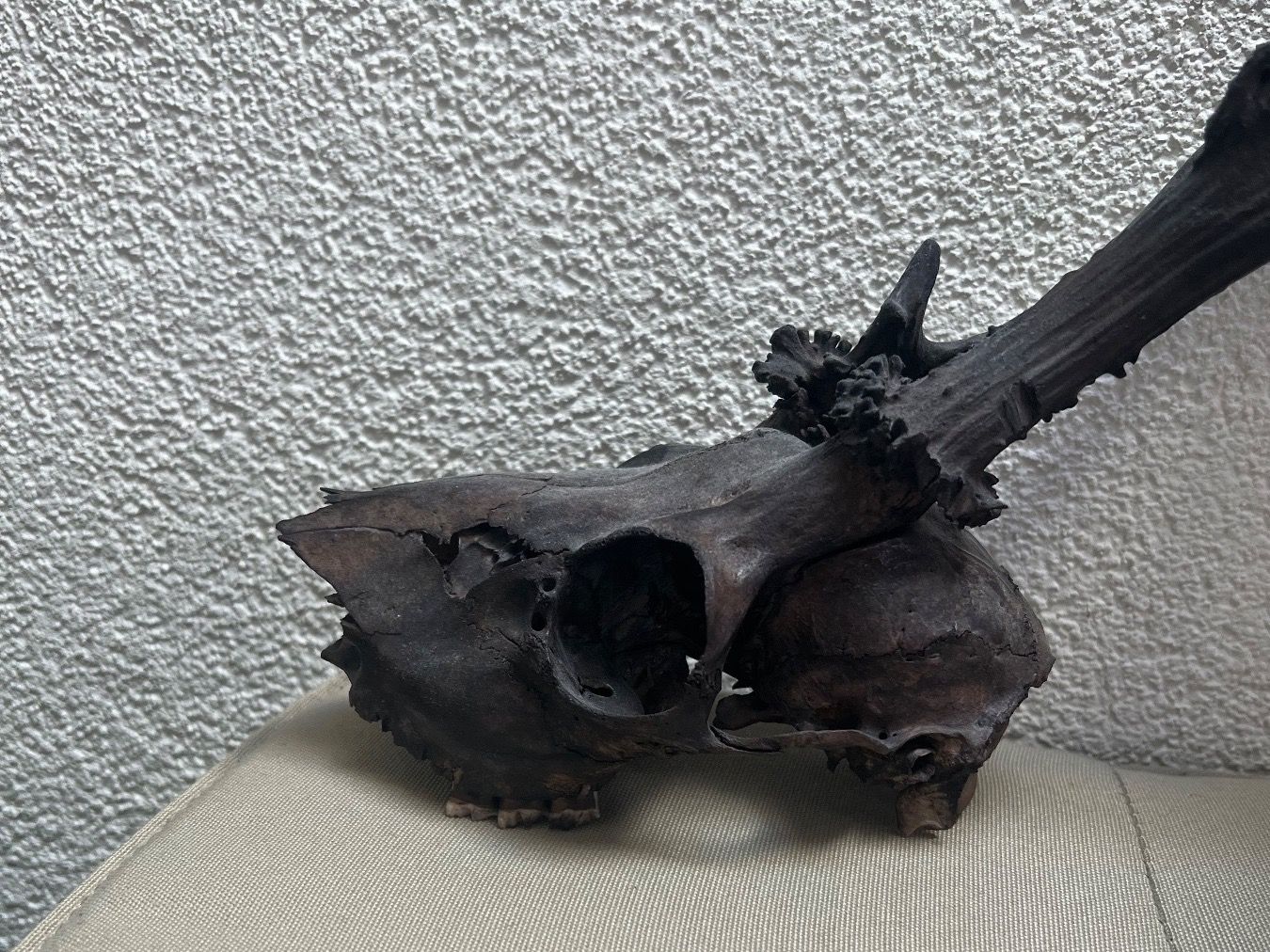Statuette: Rehbock-Schädel – Usato da Bäretswil venduto da clothes-freak 3
