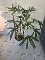 Rhapis excelsa (Lady Palm) 110 cm / 10 Jahr Alt