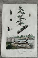 Gravure ancienne naturæ variæ insecta et anguilla