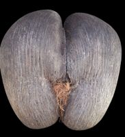 Coco de Mer - Praslin - vuoto - non verniciato