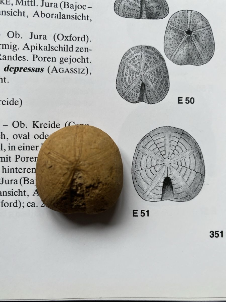 Fossili: Seeigel-Fossil – Usato da Liestal venduto da Stephanoceras1