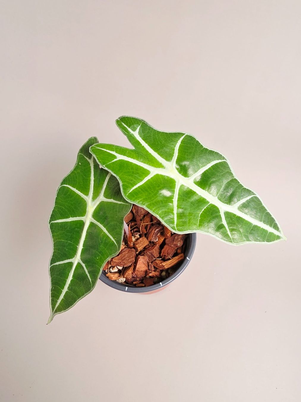Piante & sementi: Alocasia polly Baby #1 – Nuovo (secondo la descrizione) da Gerolfingen venduto da Azora 1