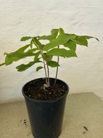 Indianerbanane, pawpaw