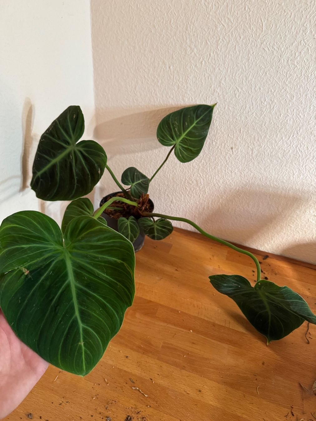 Pflanzen & Samen: Philodendron rubrijuvenilum El Choco Red 2 – Gebraucht aus Männedorf von mrclst 2
