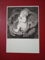 AK Kunst Photokarte Paul Blaca "Benno 84" Baby (802)