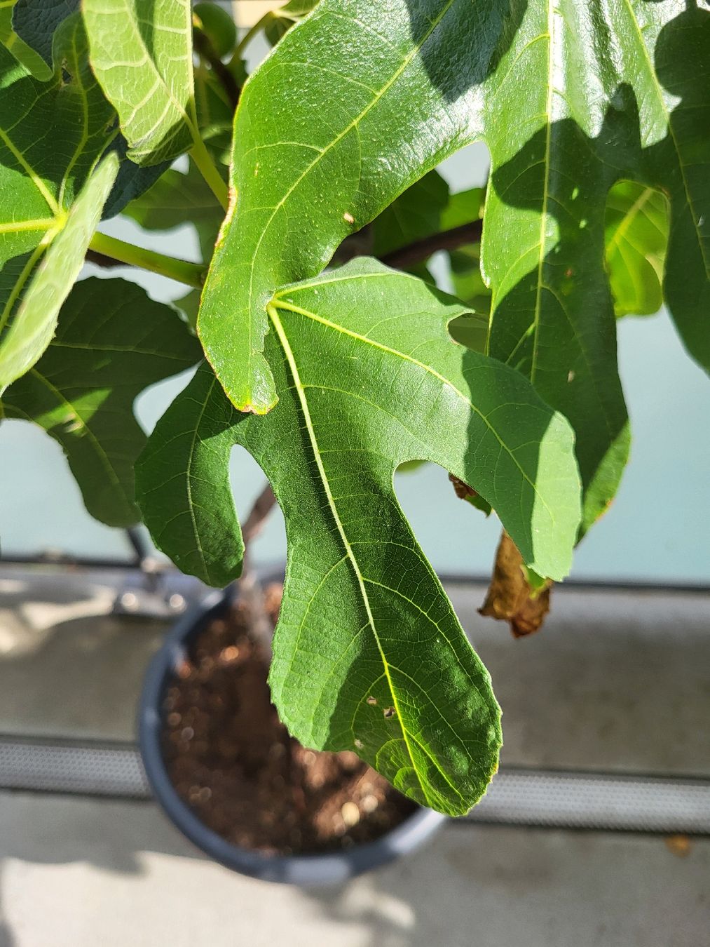 Plantes & graines: Feigenbaum Topf junger Baum mit Fruechten und Blättern – D'occasion à Zürich par Lizi7 2