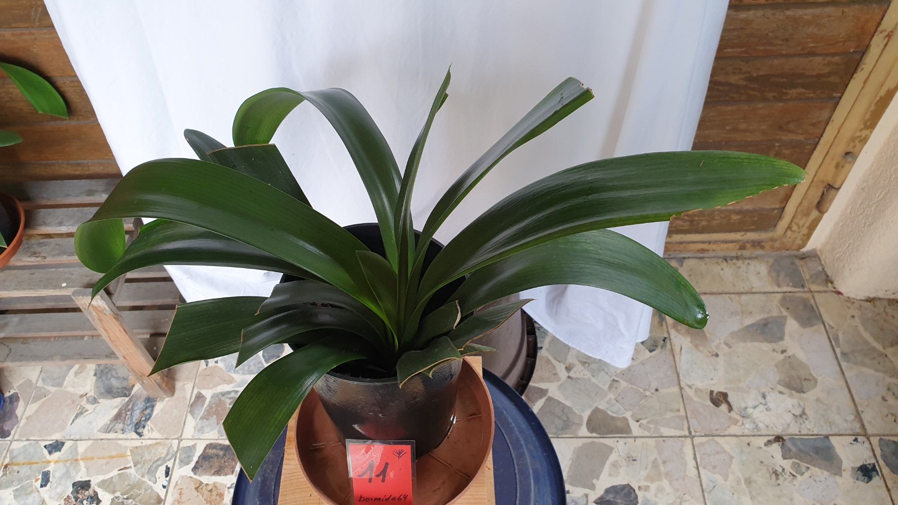 Piante & sementi: Clivia 11 Zimmerpflanze – Usato da Biel/Bienne venduto da Bormida64 3