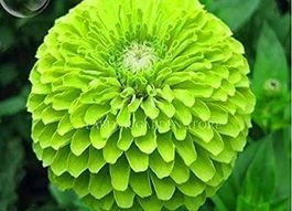 Zinnia Dalia Lime green FLEUR RARE  15g