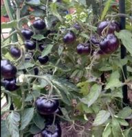 Ab 5.- fr!!! ⚠️RARITÄT⚠️ 5 SAMEN BLACK CHERRY TOMATE‪‪‪‪‪