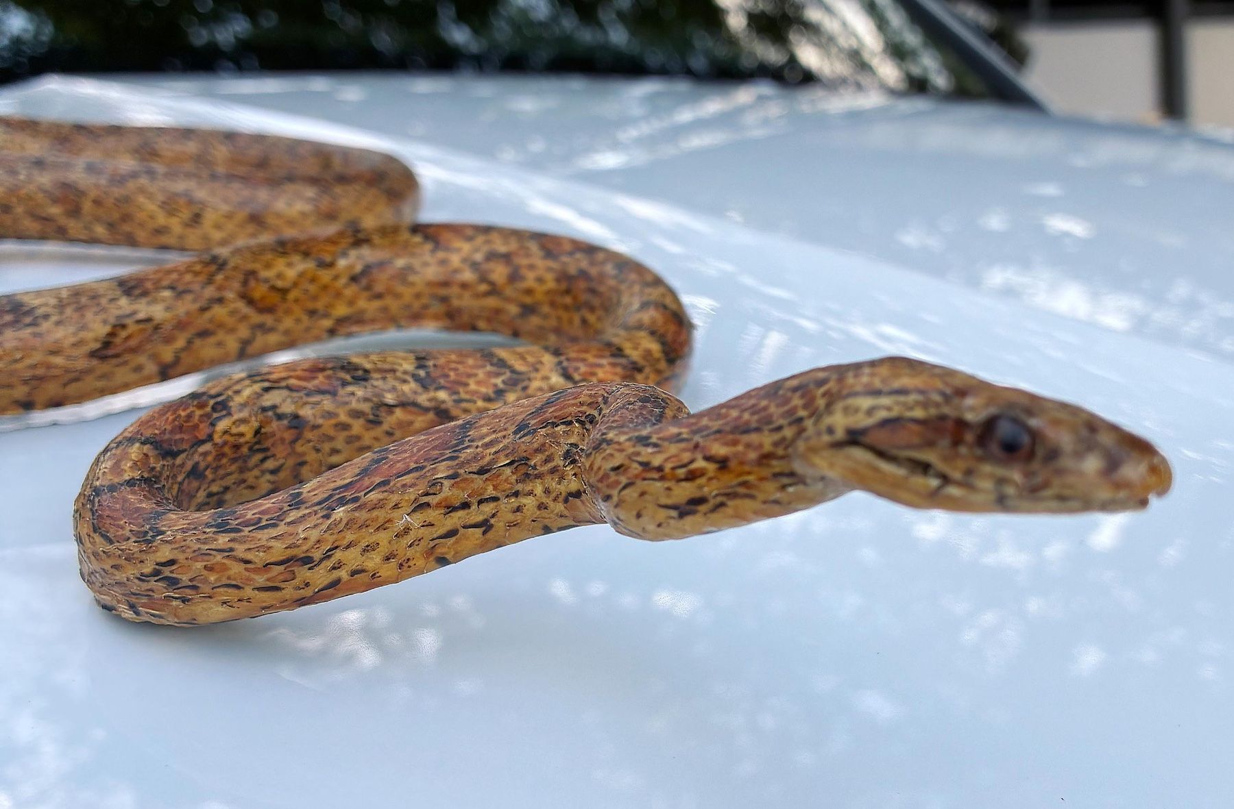 Il mondo degli animali: Echte Schlange – Usato da Bäretswil venduto da robsonantik 1