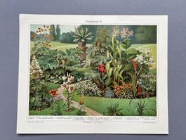 Orig. Farbdruck „Zierpflanzen II“ - Meyers Konv. Lexikon