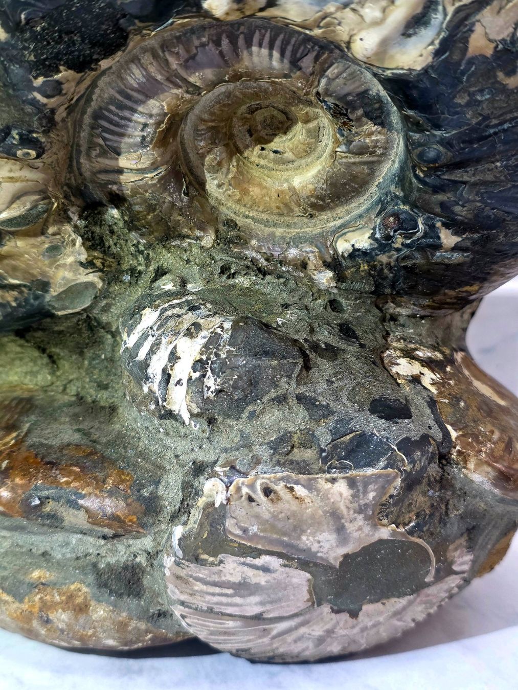 Fossilien: Wunderbare Ammoniten Ansammlung 5.42kg – Neu und originalverpackt aus Matzingen von Shay_Crystalz 4