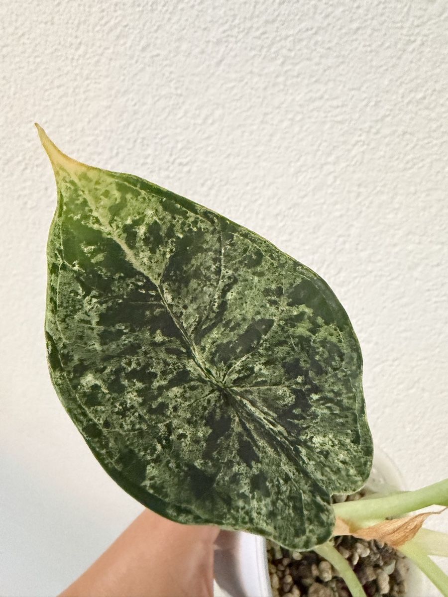 Piante & sementi: Alocasia Dragon Scale Mint im SB-Topf – Usato da Ostermundigen venduto da summy73 4