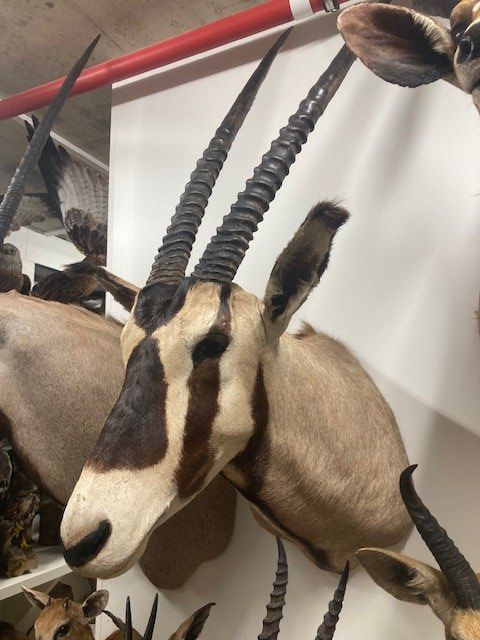 Welt der Tiere: Oryx – Gebraucht aus Pfaffnau von Yoka0