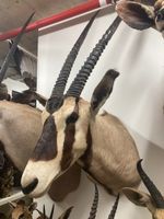 Oryx