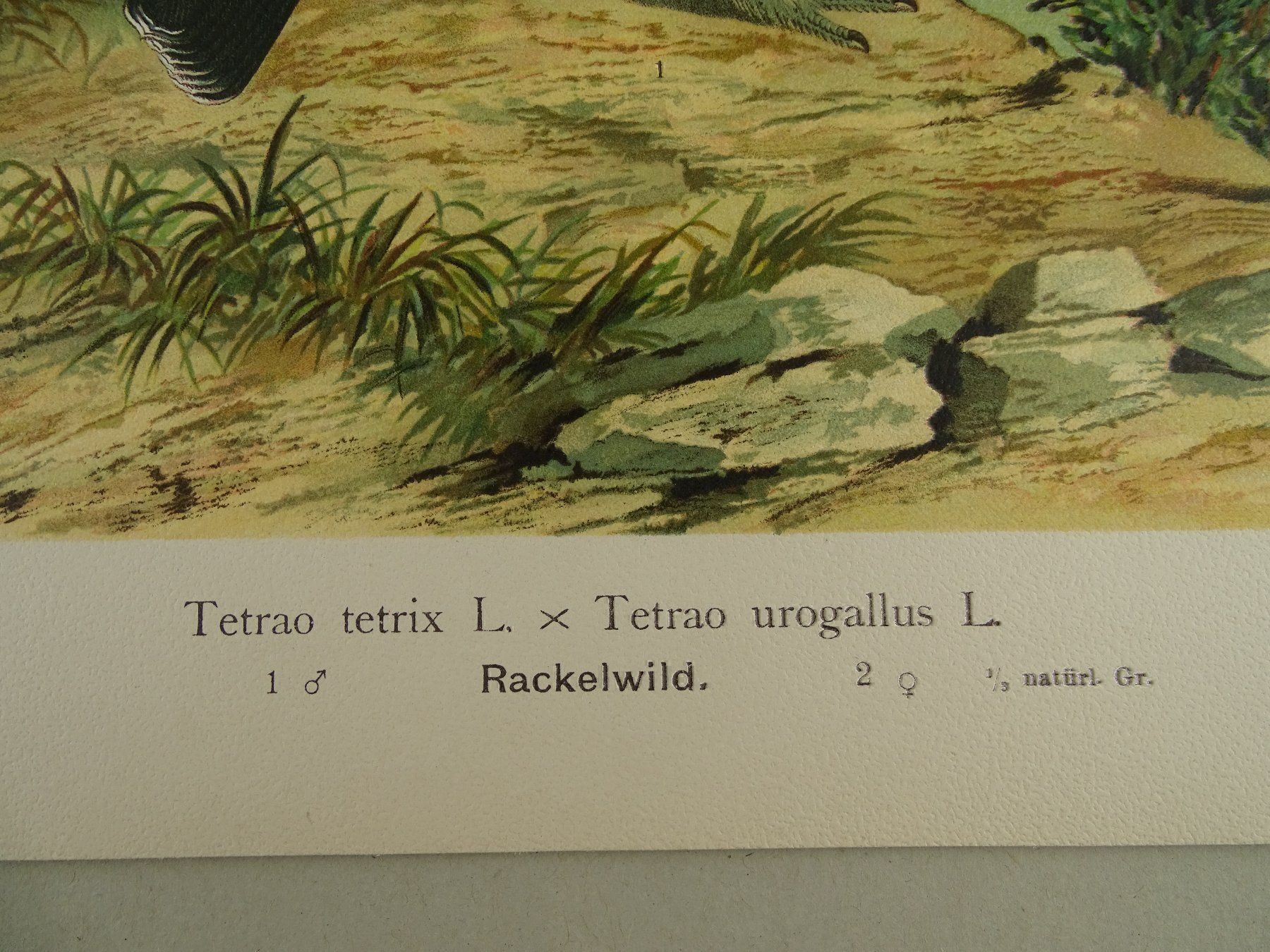 Grafiken & Lithographien: RACKELWILD, CHROMOLITHOGRAPHIE UM 1900 – Gebraucht aus Grüningen von Kartensammler 7