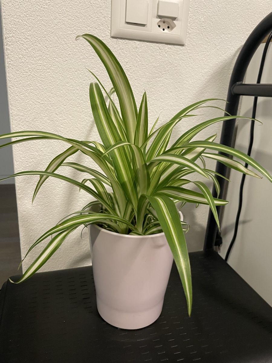 Pflanzen & Samen: Vibrant Spider Plant in Stylish Pot – Gebraucht aus Uster von momogarden 1