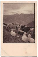 Schafherde, gelaufen 1919 (Mischol)