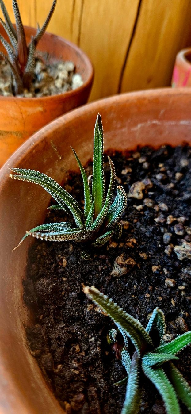 Plantes & graines: Haworthia concolor – Neuf avec emballage d'origine à Bütschwil par sr761 6
