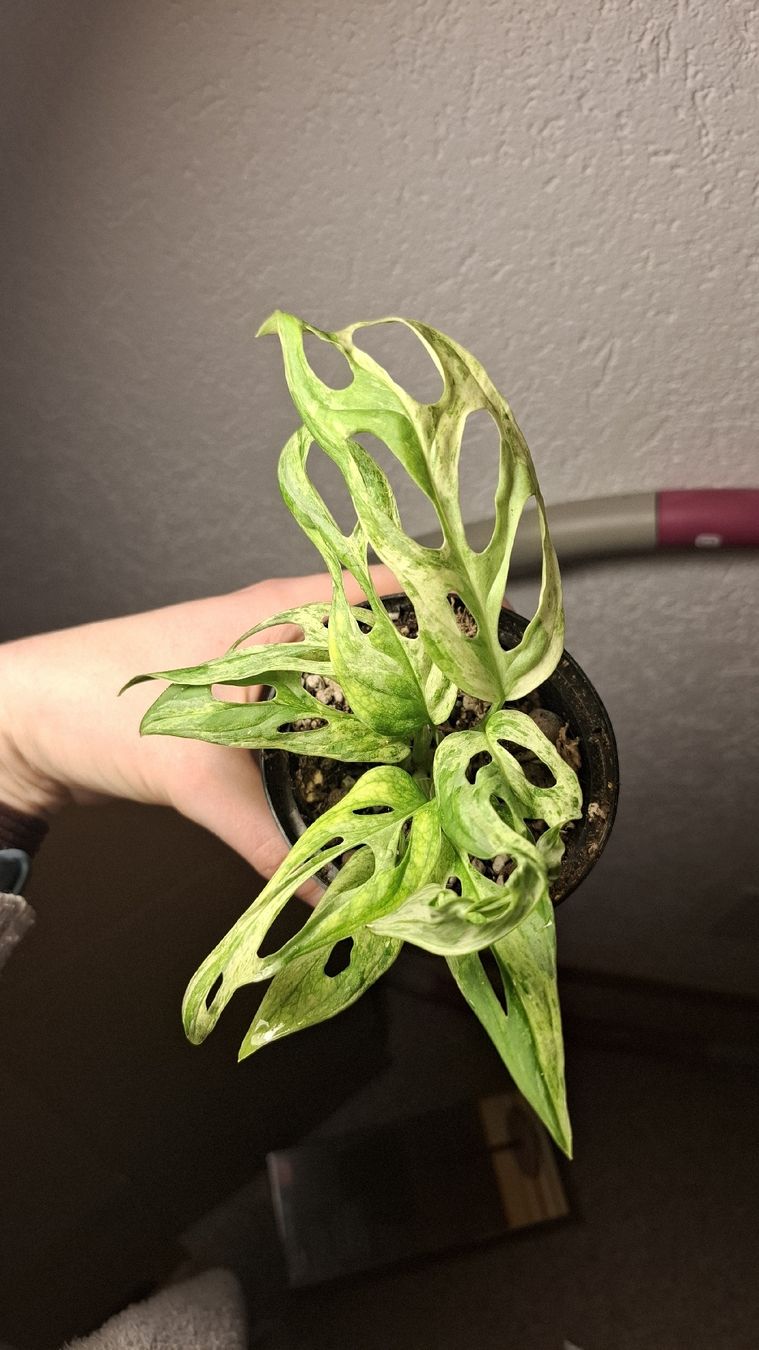 Piante & sementi: monstera adansonii indonesia marble – Usato da Hausen AG venduto da Pflaenzlioase