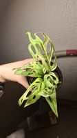 monstera adansonii indonesia marble