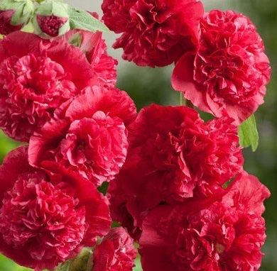 Piante & sementi: 100 Samen Stockrose CHATER'S RED – Nuovo (secondo la descrizione) da Ehrendingen venduto da VerveinaSamen 1