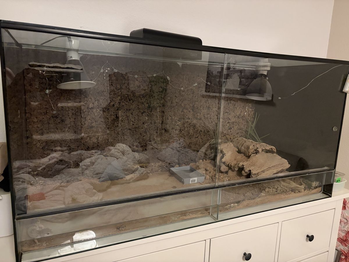Terrario: Terrarium – Usato da Urtenen-Schönbühl venduto da Hattrick3
