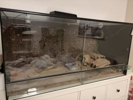 Terrarium