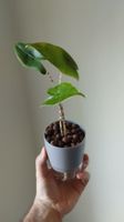 Alocasia Zebrina 🦓 🌱