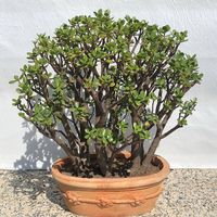 Crassula Ovata gross, 27 Jahre alt