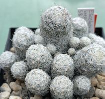 Kakteen, winterhart!!! Escobaria sneedii v. leeii, Gruppe