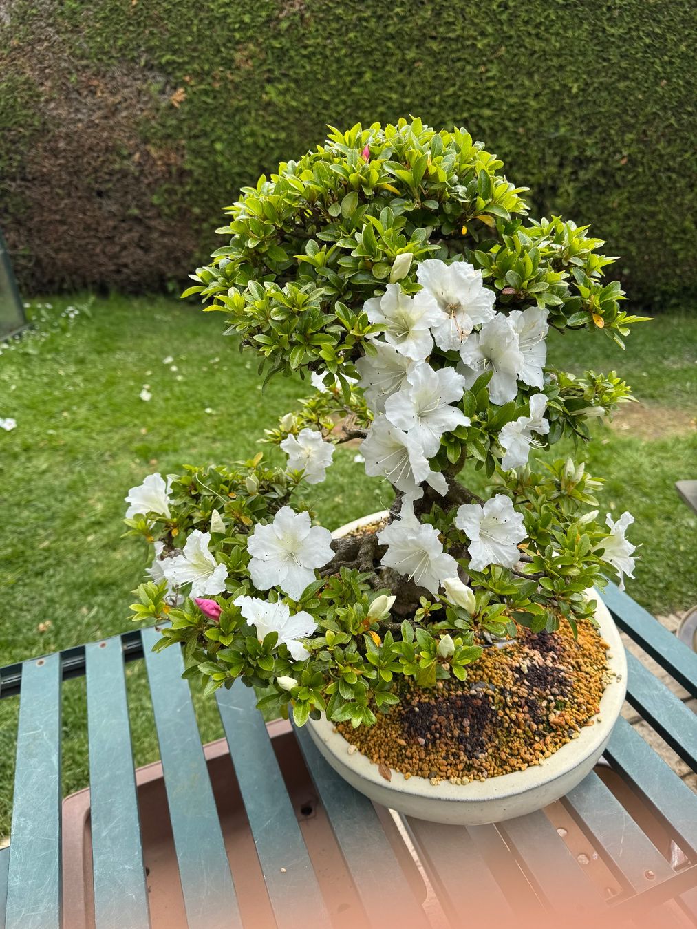 Piante & sementi: Bonsai exceptionel: Azalée du Japon – Usato da Epalinges venduto da Wimmsi 6