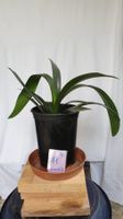 Schöne Clivia 11 / Riemenblatt Zimmerpflanze