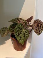 Begonia ferox / Trollpflanze🧌🌱🤩
