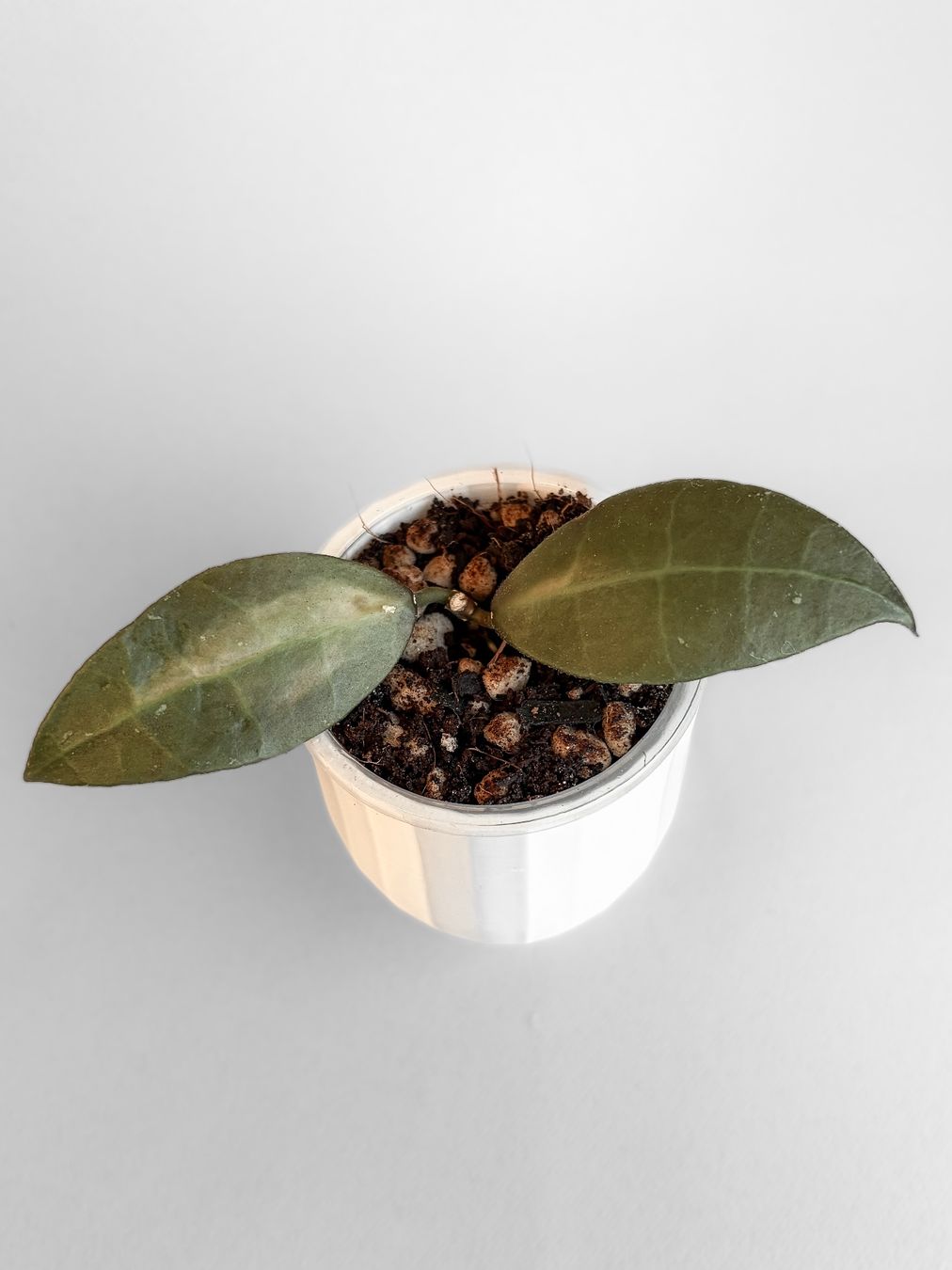 Piante & sementi: Hoya Walliniana Inner Variegata – Nuovo (secondo la descrizione) da Seuzach venduto da animaplants 2
