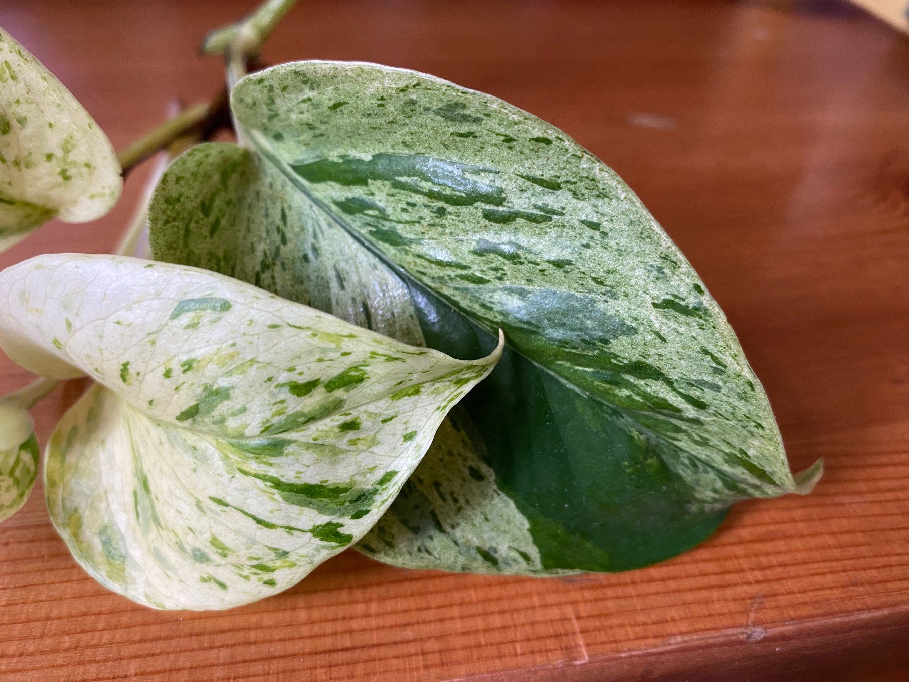 Pflanzen & Samen: Epipremnum pinnatum marble queen – Neu (gemäss Beschreibung) aus Winterthur von Aniger 5