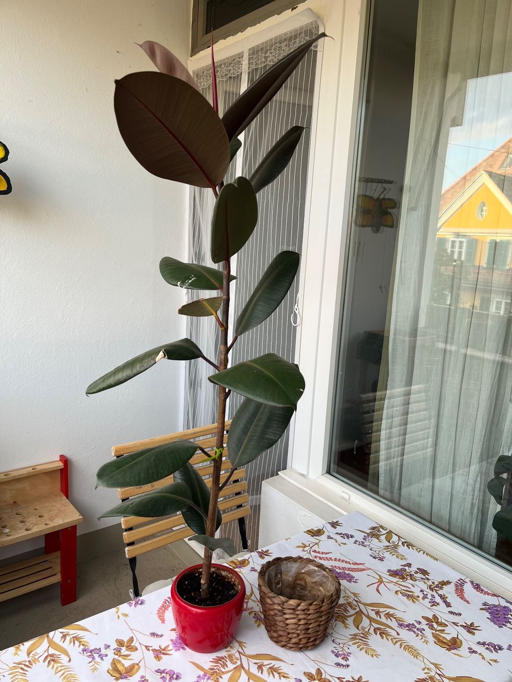 Piante & sementi: Gummibaum (Ficus elastica) – Usato da Bern venduto da kho_s6j8 3