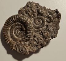 Fossilienplatte mit Ammoniten - Einzigartiges Sammlerstück!