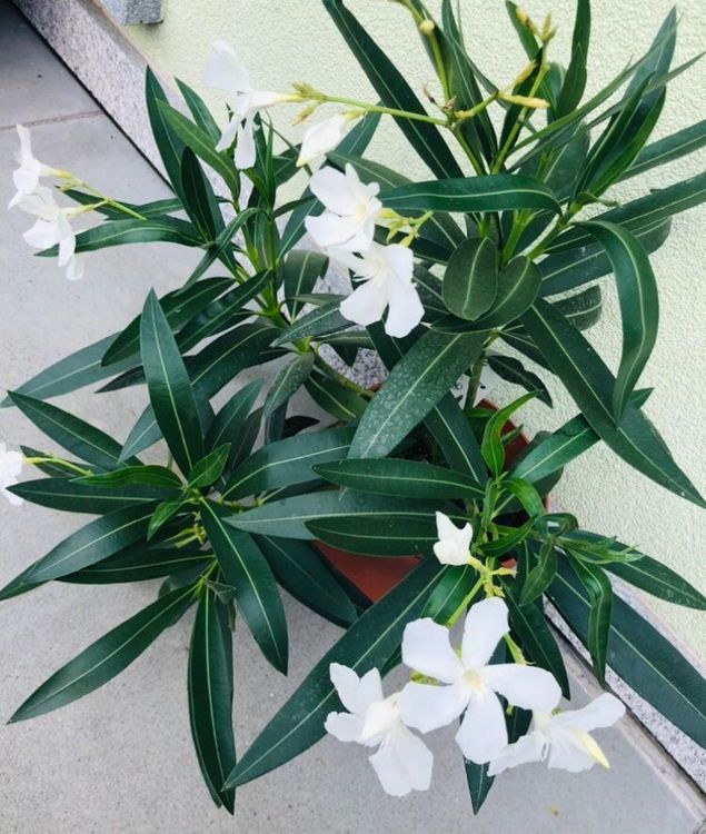 XL Pflanze 50 cm hoch “Oleander” WEISS Dekorative Zierpflanz Kaufen