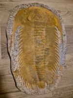 Grand trilobite fossile – Dévonien – Maroc